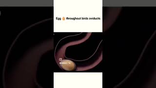 Egg Throughout Bird Oviduct 👍 nursing beanurse nurses doctor nursesjobs [upl. by Noffets889]