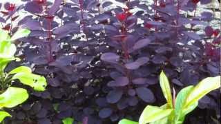 Plantsmans Corner Smoke Bush [upl. by Narag879]