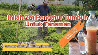 cara mudah membuat ZPT organik lengkap [upl. by Hekking]