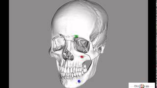 foramen infraorbitale [upl. by Aja]