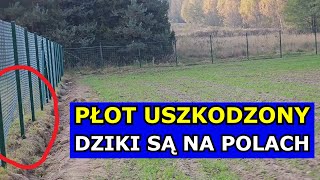 Płot Uszkodzony Dziki są na Polach Co to będzie za rok Sarna Zniszczyła Ogrodzenie Jeleń Ptaki [upl. by Mokas357]