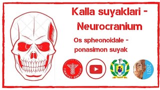 Ponasimon suyak  понасимон суяк  os sphenoidale  sphenoid bone [upl. by Gregoire13]