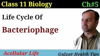 Life cycle of Bacteriophage virus  lytic and lysogenic life cycle  class 11 biology [upl. by Py]