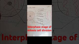 Interphase stage  mitosis division  cell division [upl. by Armelda]