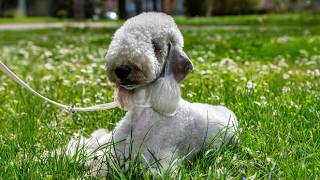 Bedlington Terrier – A Dog That Disguises Himself As A Sheep 🐑🐾 [upl. by Hoo56]