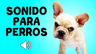 Sonido para PERROS [upl. by Babita]