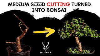 EASILY turn mediumsized cuttings into Bonsai  Spekboom  Dwarf Jade [upl. by Walcoff]