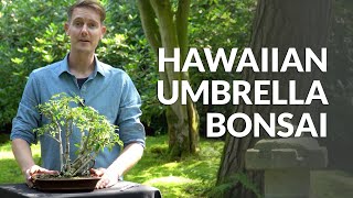 Hawaiian umbrella Bonsai care Schefflera [upl. by Erikson]