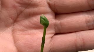 Habenaria Radiata Plants In Bud Egret Orchid [upl. by Aikahc478]