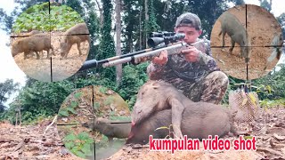 kompilasi video shot hama babi hutan di siang hari dan malam hari gandyhunter [upl. by Hyacinthia]