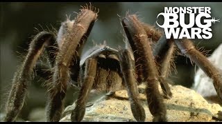 Tarantula Collection  MONSTER BUG WARS [upl. by Sellihca]