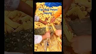 Tips Bagi Petani Jagung agar pekerjaan cepat selesai tanaman reels viralshorts [upl. by Eitsirc547]