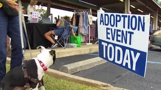 RCACP Clear the Shelters adoption event [upl. by Soracco]