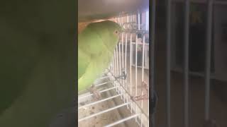 birds cute parrot animals parrrot funny sos5 [upl. by Eaneg]