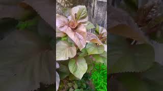 Outdoor plant acalypha garden shots 😍 [upl. by Kir]