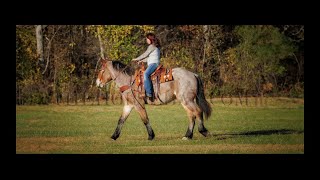 172HH Brabant Cross Bay Roan Gelding For Sale  TrailHuntingMounted ShootingDrivingFamily [upl. by Omrellug719]