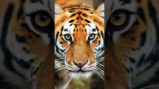 Bengal Tiger Chronicles Roaring Insights [upl. by Ansaev]