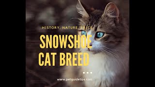 Snowshoe Cat Breed  Facts Lifespan and Price  Animal Planet [upl. by Ennaillij694]