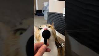 wobbly cat does asmr And goes crazy [upl. by Cameron]