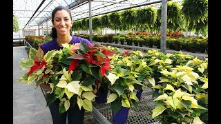 Poinsettia Care  Tips amp Tricks [upl. by Drawe138]