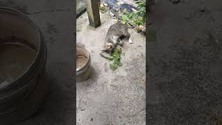 Ubat kucing Pokok kucing galak [upl. by Modern]