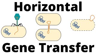 Transformation Transduction and Conjugation Horizontal Gene Transfer in Bacteria [upl. by Ativoj768]