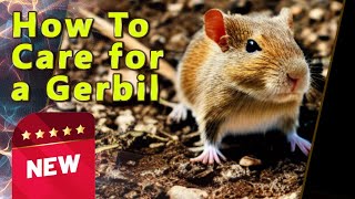 How to Take Care of a Gerbil [upl. by Zsolway]