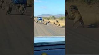 Baboon Gang 🔥Attack🔥 on Leopard wildlife kruger safari lion shortvideo shortsfeed viralvideo [upl. by Leiand776]