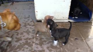 Pitbull puppies Play fighting [upl. by Rehtaeh]