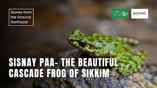 Sisnay Paa  The Beautiful Cascade Frog of Sikkim  Stories from the Ground Northeast India  THT [upl. by Ilene]