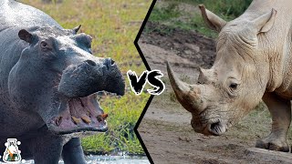 HIPPOPOTAMUS VS RHINOCEROS  Who Would Win A Fight [upl. by Jannelle]