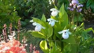 How to Grow Hardy Orchids in the Ground [upl. by Harle]