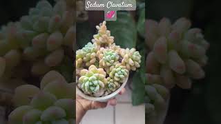 Sedum Clavatum💞unshortunamaceta [upl. by Esch892]