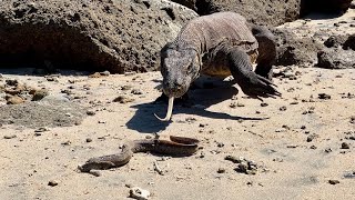 Komodo Caught a Live Moray Eel That Had Just Emerged From Its Dry Nest Hole [upl. by Iams]