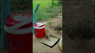 Create Amazing Bird Trap  Quail Trap shorts [upl. by Suiratnod]