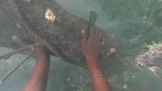 Royal Bee Brothers  Harvesting Forest Honey Tanakpur Forest [upl. by Kilby]