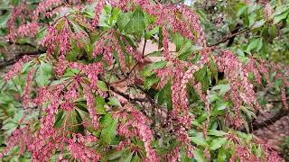 Pieris japonica cv Dorothy Wycoff [upl. by Kerr]