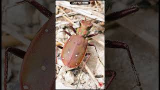 Cicindela maroccana pseudomaroccana  Moroccan Tiger Beetle  Escarabajo Tigre new nature shorts [upl. by Accber]