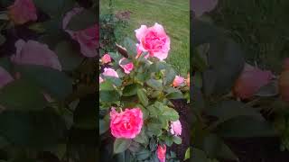 Julie Andrews hybrid tea rose plant Summer 2023 [upl. by Ettenoj286]