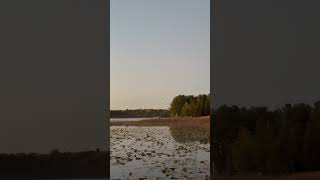 Woodies landing right in front of us while we were standing on the dock ducks hunting sotaboys [upl. by Elem]