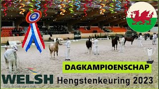 Dagkampioenschap Welsh Hengstenkeuring ♥ Championship Welsh Stallions Hengstenkeuring 2023 [upl. by Donalt]