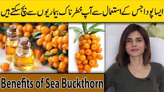 Unbelievable Health Benefits of Sea Buckthorn  Ayesha Nasir [upl. by Saimerej]