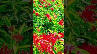 Exora flower name viralvideo 👍🌺 [upl. by Wallinga]