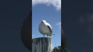 Seagull scream [upl. by Leiuqeze428]