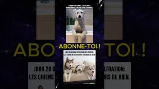 TAS RI ABONNE TOI 😂 all memes random pourtoi funny humour abonnetoi viral video shorts [upl. by Aklog]