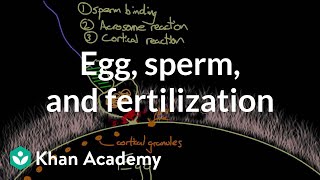 Egg sperm and fertilization  Behavior  MCAT  Khan Academy [upl. by Arther3]