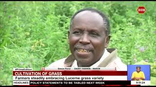 Farmers steadily embracing Lucerne grass as animal fodder [upl. by Hutchings704]