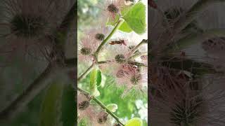 🌹⁶☆•⁵ Paper Mulberry Broussonetia papyrifera  Female Flowers  in Mulberry Family Moraceae [upl. by Erminie]