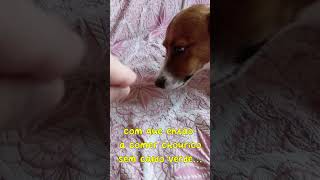 Ernesto react  quotchouriçoquot bloodsausage cachorro humor [upl. by Gimble]