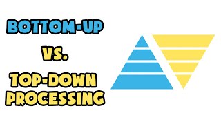 Bottomup vs Topdown processing  Explained in 2 min [upl. by Gavriella354]